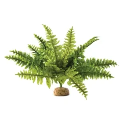 Exo Fougère De Boston M - Exo Terra