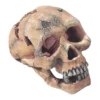 Skull L-15cm - Aqua Della